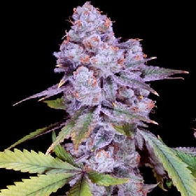 Chimera #3 > Sacred Terp